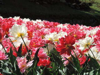 Jardins de fleurs Villa Taranto