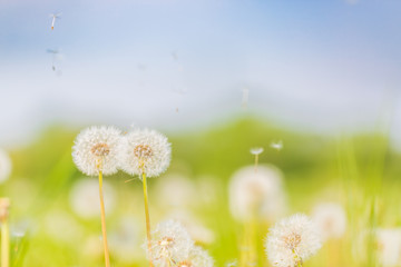 Peaceful nature. Two dandelion flowers with flying feathers on blue bokeh background. Beautiful dreamy nature card.