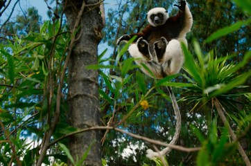 No wonder, he just jumps like a spider)