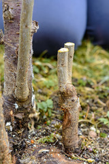 Gardener cut young tree for grafting of young fruit tree on fresh stump