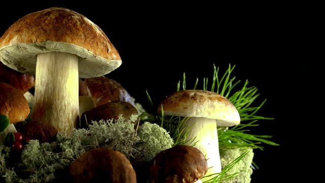 Rotates basket with porcini mushrooms. Bolete mushroom. Collection of Cep. Edible mushrooms. Large Porcini Mushrooms.Beautiful view.