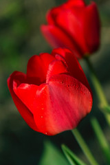 Closeup tulips flowers spring background macro rain drops