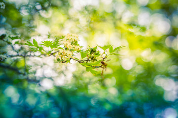 Closeup nature view of green leaf on blurred greenery background in garden with copy space using as spring or summer background, natural green plants landscape, ecology, fresh wallpaper concept