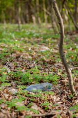 Plastic trash in the forest. Tucked nature. Plastic container lying in the grass