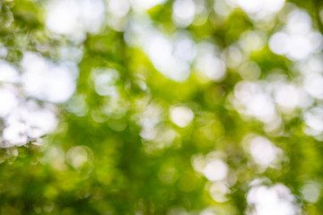 Obraz premium Sunny abstract green nature background, selective focus, blurred view