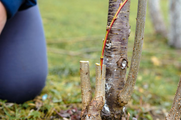 Live cuttings at grafting apple tree in cleft with growing buds, young leaves and flowers. Closeup.