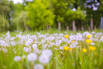 Beautiful spring summer scenery with dandelion and grass meadow, nature field landscape and blurred background