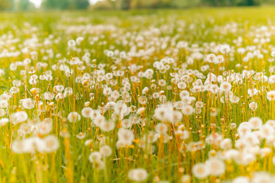 Beautiful spring summer scenery with dandelion and grass meadow, nature field landscape and blurred background