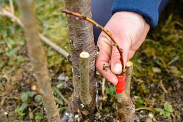 A gardener's woman clogs a cut-off part of the grafted tree to prevent rotting at this place in close-up.
