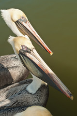 Top, front view, close distance of two brown pelicans in a tropical marina at a fish cleaning station, waiting for fish scraps to eat on a sunny, winter day