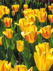 Obraz premium Jardins de fleurs Villa Taranto
