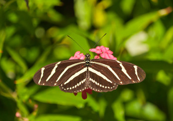 Top view, close up of a zebra butterfly, collecting nector and pollon off flowers  in a tropical botanical garden