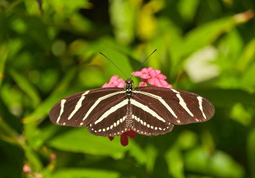 Top view, close up of a zebra butterfly, collecting nector and pollon off flowers  in a tropical botanical garden