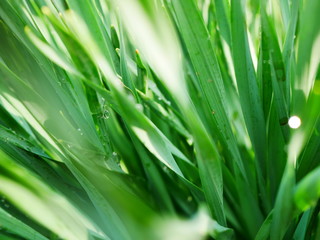 Early in the morning. Drops of dew on fresh green grass