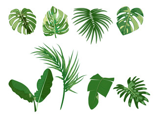 Fototapeta na wymiar Tropical palm leaves on white background.