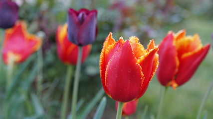 Fototapeta premium Tulip