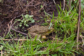 wild frog in nature