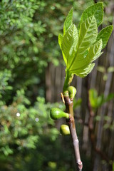 Feigen im April