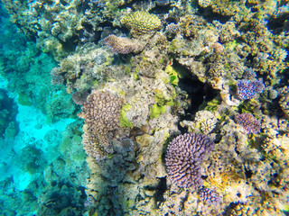 Coral reef off the coast of Gee island in Ouvea lagoon, Loyalty Islands, New Caledonia