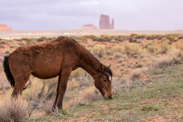 Wild horse grazing on grass in the American Southwest. Monument Valley Navajo Tribal Park - Arizona. 
