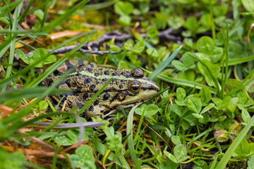 wild frog in nature