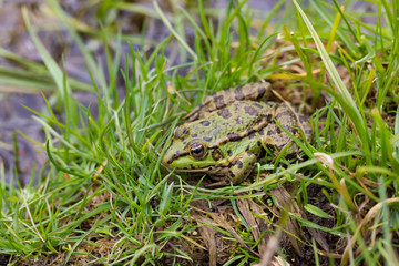 wild frog in nature
