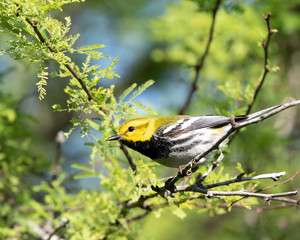 Black-throated Green Warbler