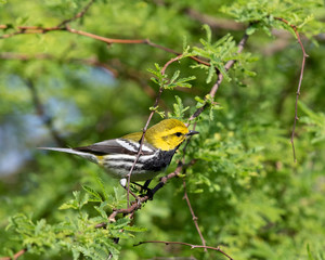 Black-throated Green Warbler