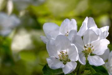 Blooming tree apple tree in the spring garden . Beautiful Spring natural Background . Nature concept for design. Close Up. Shallow depth. Greeting card background. Horizontal background.