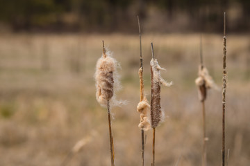 cat tail (typha) plant in cheney washington