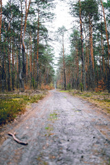 Obraz premium Majestic forest