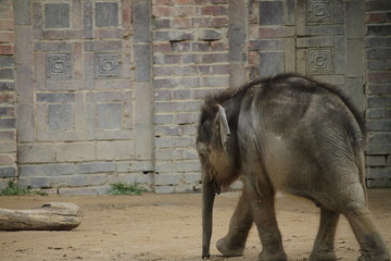 Dumbo on Tour