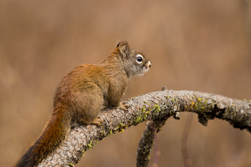 cute little squirrel crawls on a branch at turnbull wildife refuge