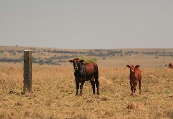 Brown cow with her calf in a pasture