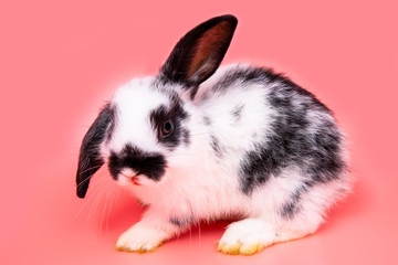 Funny bunny or baby rabbit fur black and white with long ears is sitting for Easter Day on pink background.