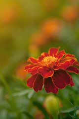 Close up of beautiful Orange yellow marigold flower, petals with gradients effect, Macro of marigold in flower bed sunny day summer concept