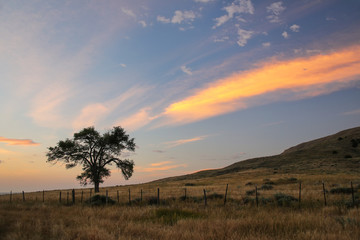 Lone tree at sunrise, western Nebraska, USA