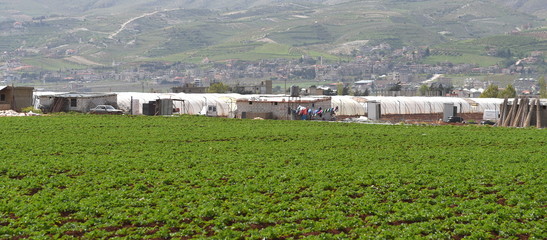 Syrisches Flüchtlingslager in der fruchtbaren Bekaa-Ebene des Libanon