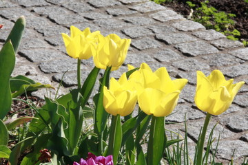 gelbe tulpen am beetweg