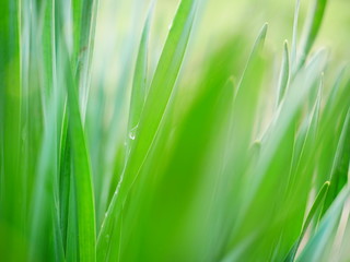 Early in the morning. Drops of dew on fresh green grass