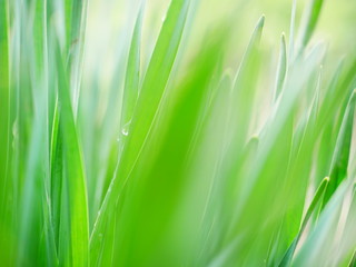 Early in the morning. Drops of dew on fresh green grass