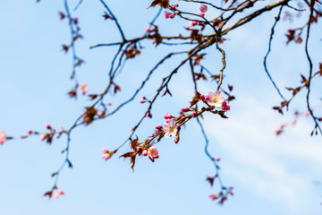 cherry blossom branch with pink flowers on a background of pale blue sky