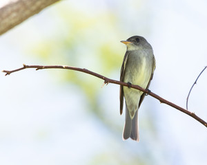 Eastern Wood Peewee
