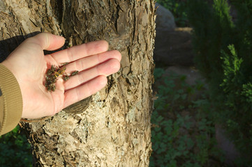 dead insects in a male hand