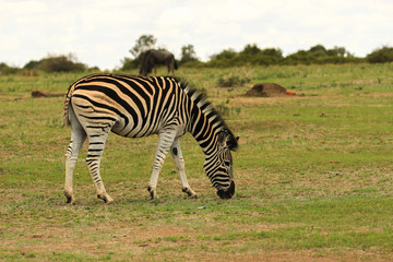 Fototapeta na wymiar Grazing Burchell' s zebra - African animals in nature