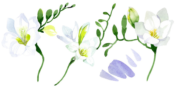 White freesia floral botanical flowers. Watercolor background illustration set. Isolated freesia illustration element.
