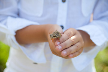 frog in the hands of the child