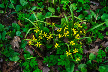 Fototapeta premium small yellow spring flowers and greens