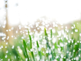 drops of water flying on green leaves. Dynamic frame