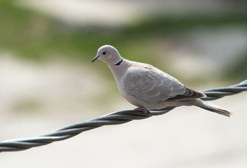 Eurasian collared dove (Streptopelia decaocto) on the power line